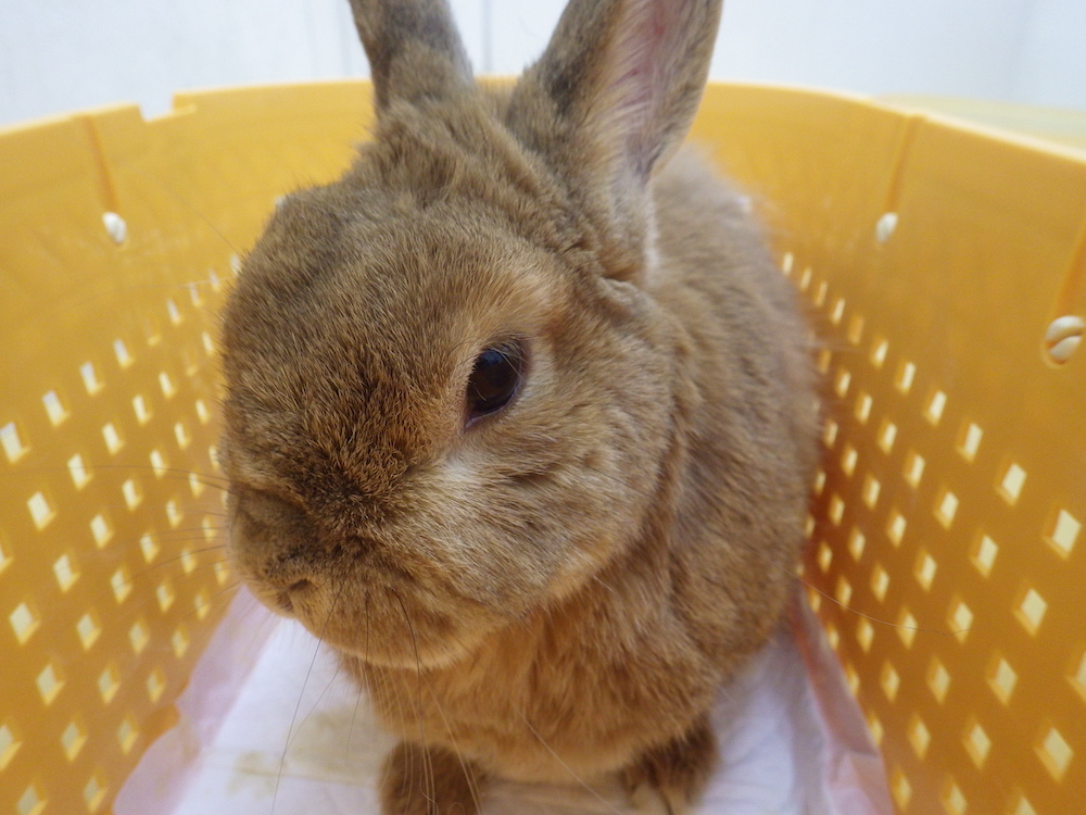 今日の診療 うさぎと漢方薬 漢方治療専門動物病院 ハルペッツクリニック神戸