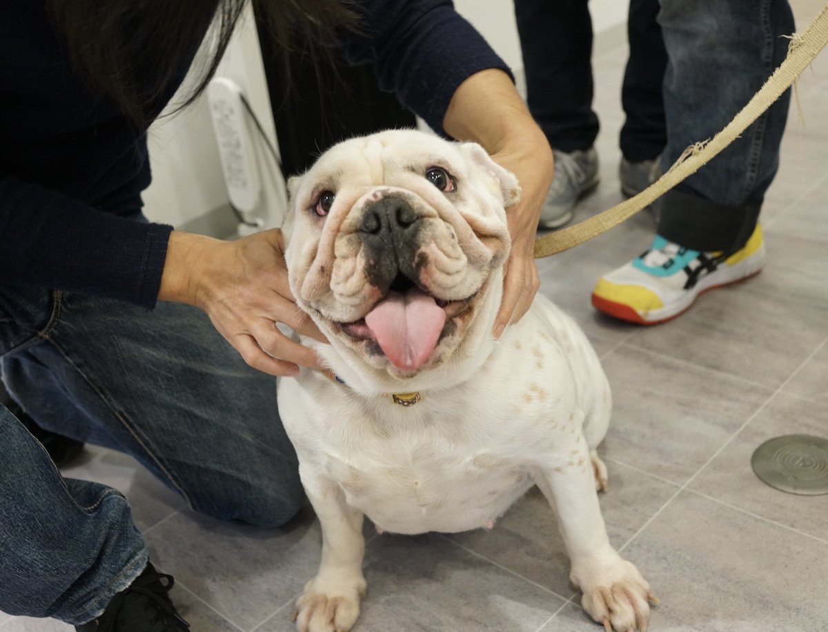 漢方薬と整体の役割について 漢方治療専門動物病院 ハルペッツクリニック神戸