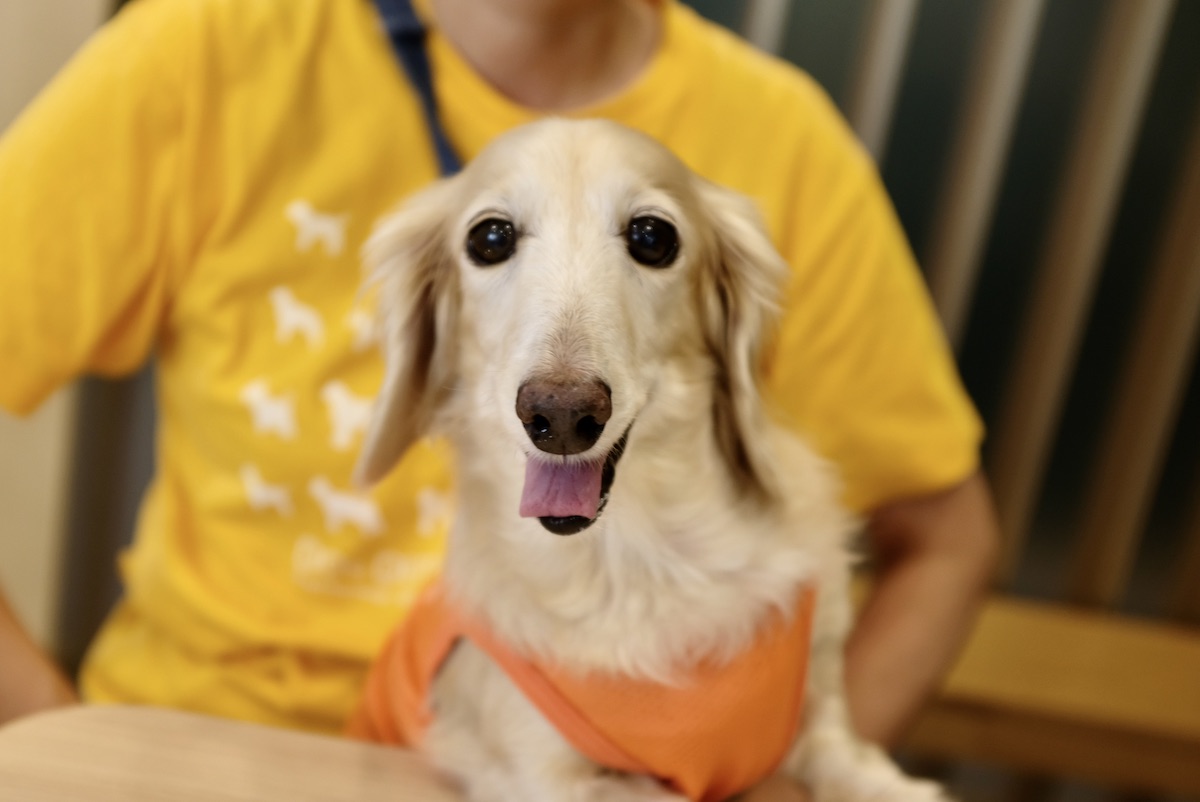 犬のクッシング症候群での漢方薬治療 漢方治療専門動物病院 ハルペッツクリニック神戸