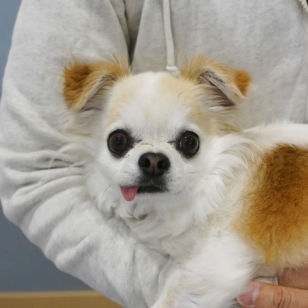 犬のパニック発作で漢方薬治療しているロイちゃん 漢方治療専門動物病院 ハルペッツクリニック神戸