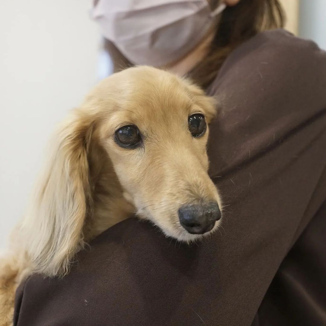 犬の副鼻腔炎で漢方薬治療しているこすけちゃん 漢方治療専門動物病院 ハルペッツクリニック神戸