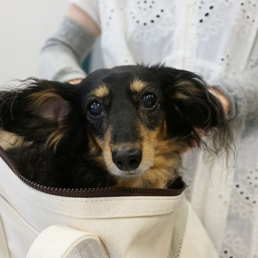 犬のパニック発作で漢方薬治療しているロイちゃん 漢方治療専門動物病院 ハルペッツクリニック神戸