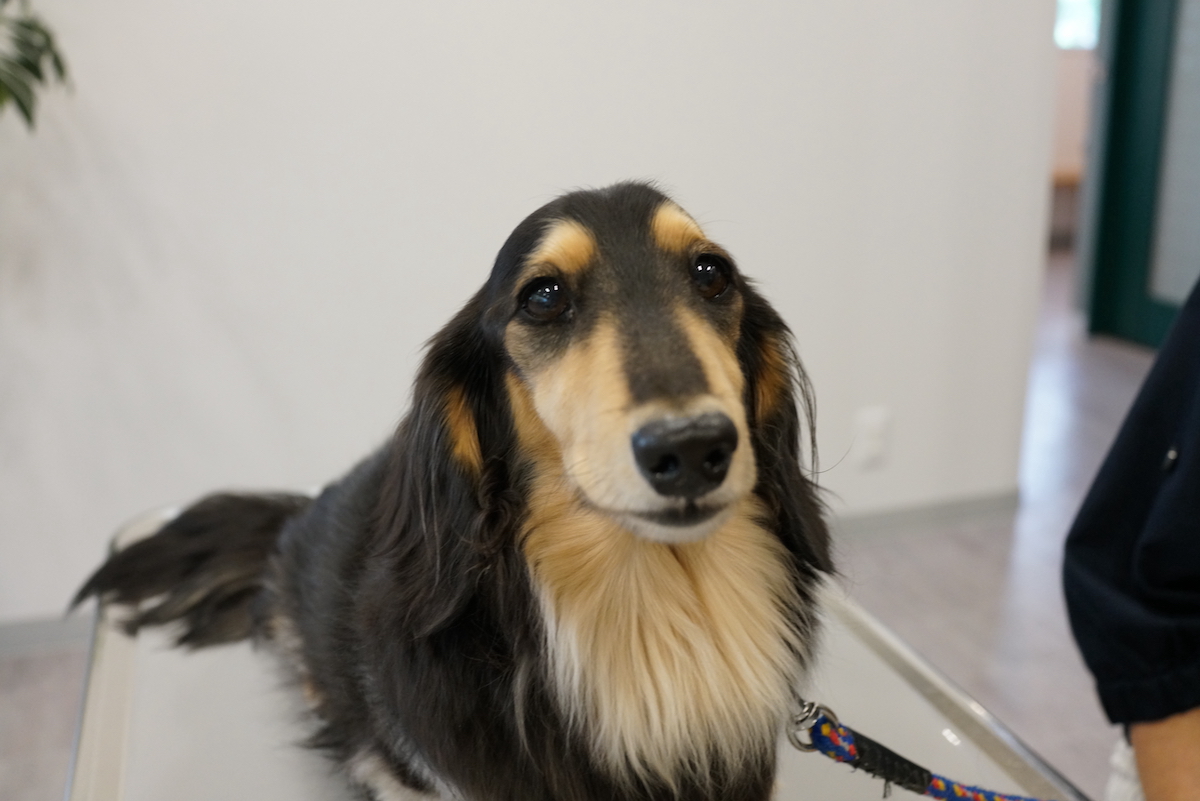 白血病と溶血性貧血で漢方薬治療しているジョジョちゃん 漢方治療専門動物病院 ハルペッツクリニック神戸