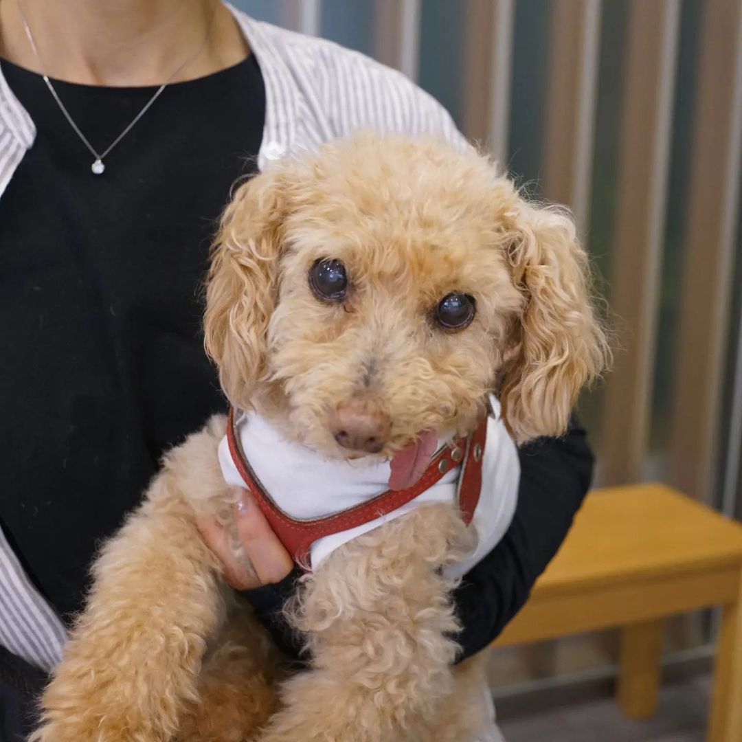 犬のパニック発作で漢方薬治療しているロイちゃん 漢方治療専門動物病院 ハルペッツクリニック神戸