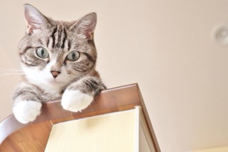 サムネイル画像