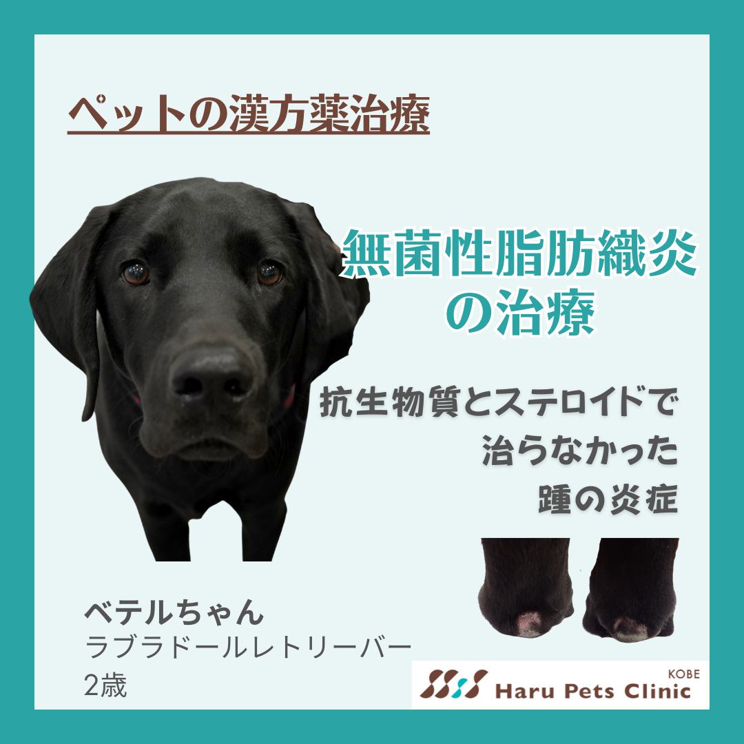 無菌性脂肪織炎で漢方薬治療しているベテルちゃん
