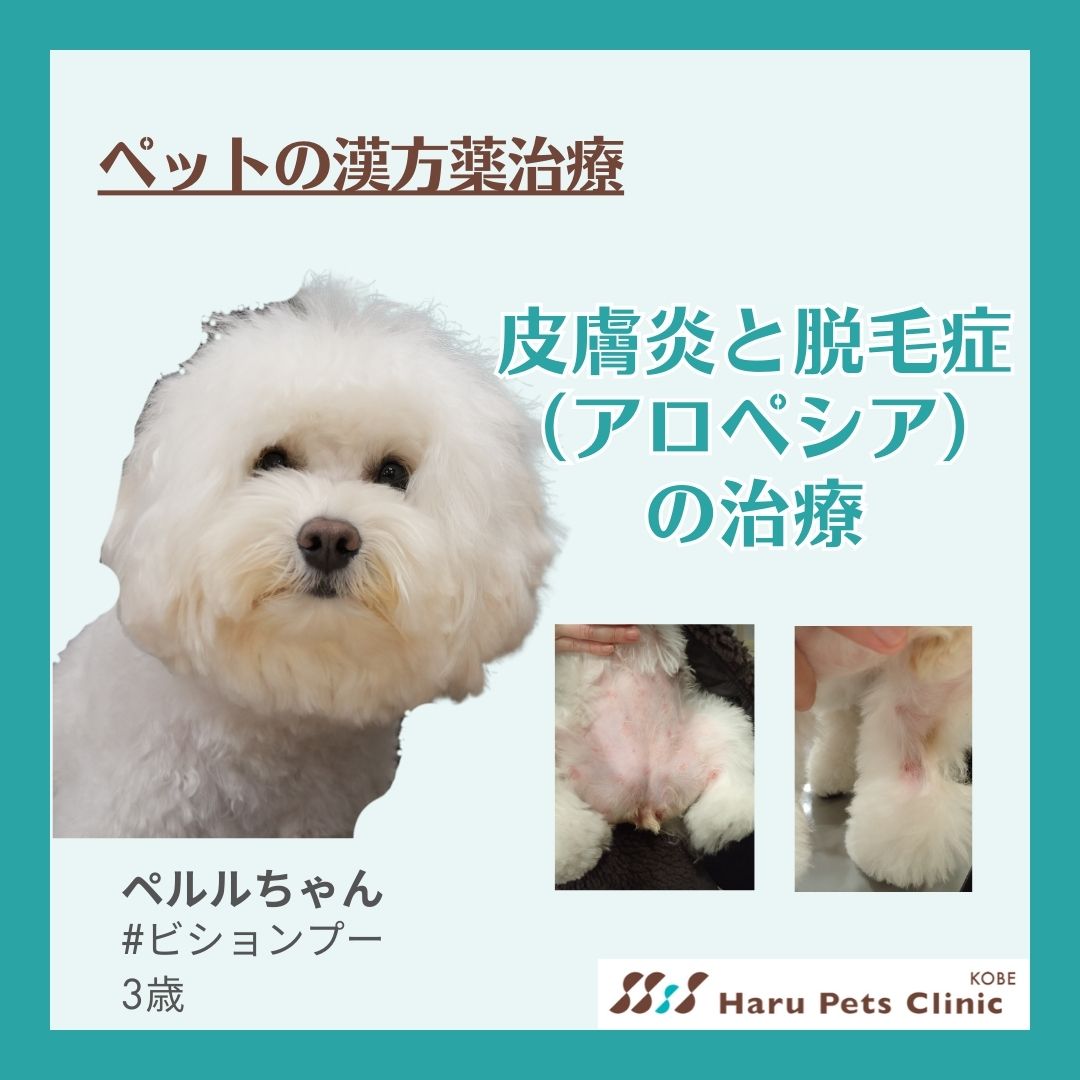 皮膚炎とアロぺシアで漢方薬治療しているぺるるちゃん
